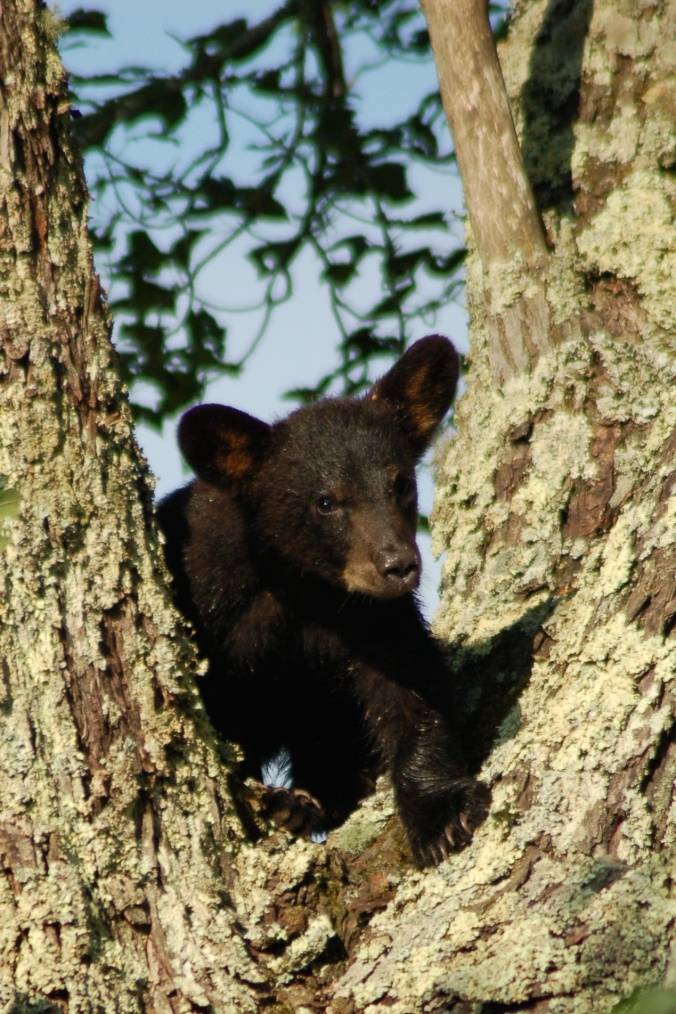 Black Bear Cub - Cades Cove